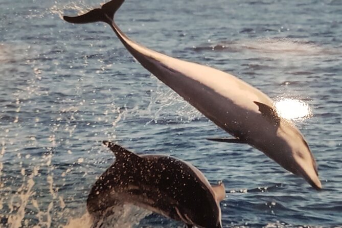 3-hour excursion to Puerto Colón Adeje to see whales - The Boat: Xixarron and Underwater Vision Design