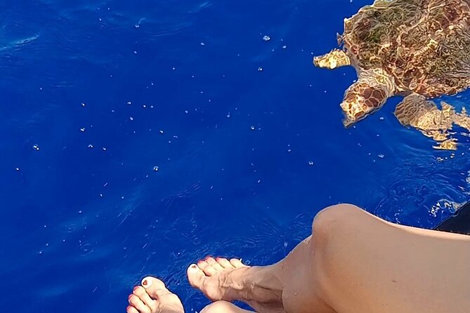 3-hour excursion to Puerto Colón Adeje to see whales - Booking, Cancellation, and Practical Tips