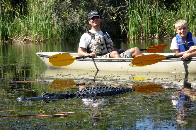 3 Hour Guided Mangrove Tunnel Kayak Eco Tour - Key Points
