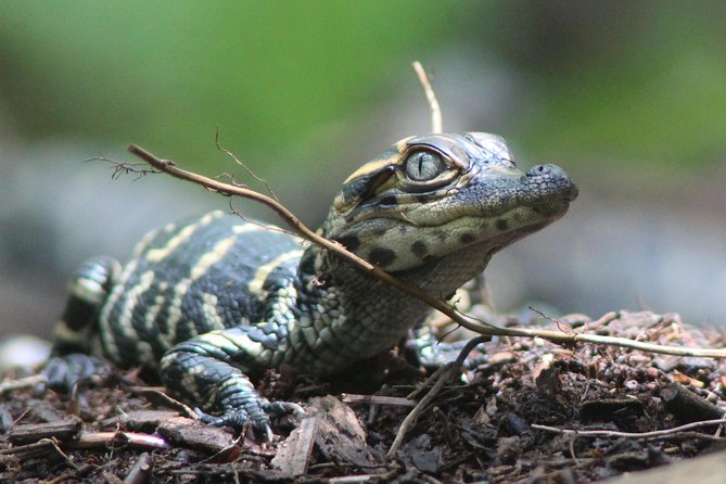 3 Hour Guided Mangrove Tunnel Kayak Eco Tour - Pacing, Comfort, and Suitability for Beginners