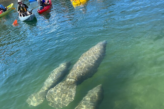 3 Hour Guided Single Kayak Adventure - Equipment and Comfort: What’s Included and What to Bring