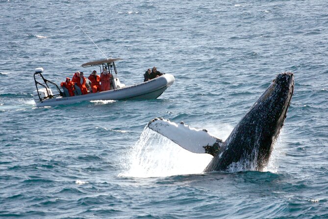 3-Hour Guided Whale and Dolphin Watching Experience in San Diego - Discover Marine Wildlife on a 3-Hour San Diego Boat Tour