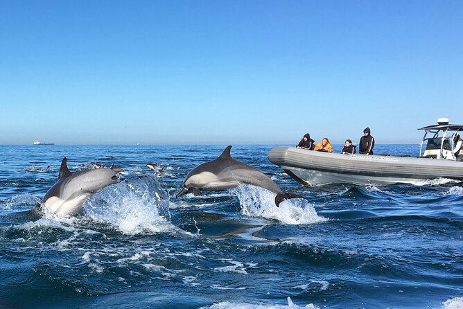 3-Hour Guided Whale and Dolphin Watching Experience in San Diego - The Boat and Its Unique Features