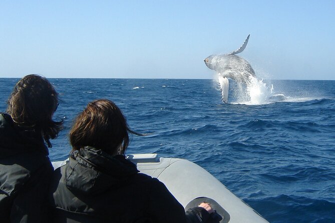 3-Hour Guided Whale and Dolphin Watching Experience in San Diego - Navigating the Water: Guides’ Expertise and Approach