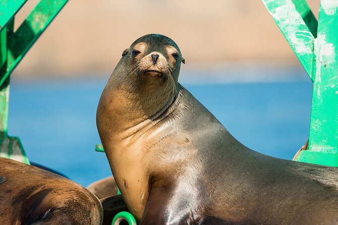 3-Hour Guided Whale and Dolphin Watching Experience in San Diego - Wildlife Sightings and Marine Encounters