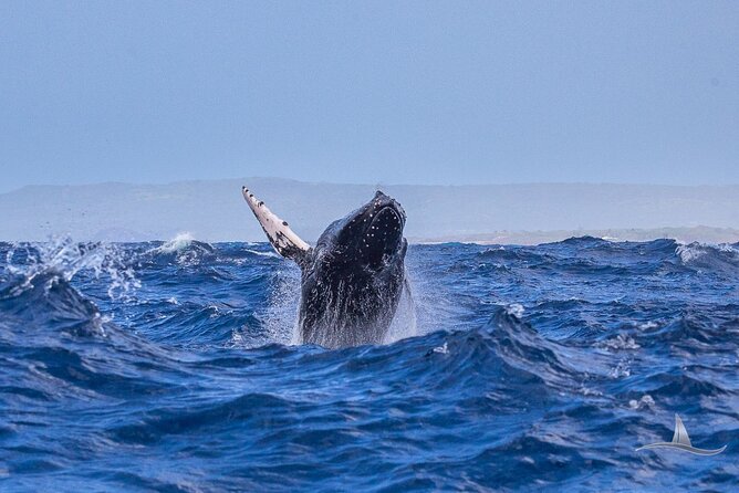 3 Hour Luxury Private Sailing Catamaran for 7-12 People - Considerations: Parking and Food Options