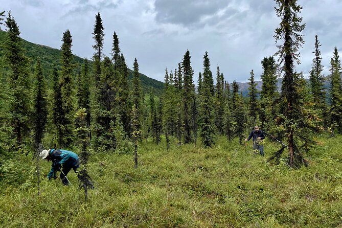 3 Hour Naturalist Walking Tour in Denali National Park - Pricing, Booking, and Cancellation Policies