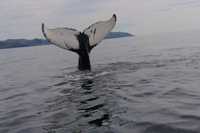3 Hour Ocean Safari by Zodiac Boat -Whales & Icebergs seasonally - Key Points