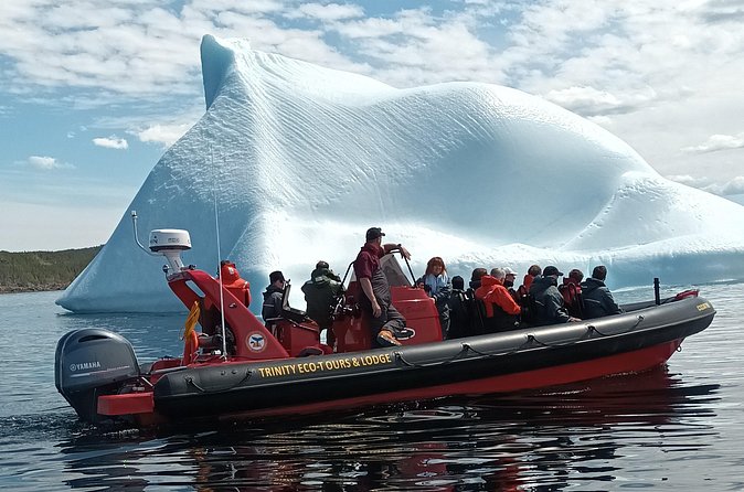 3 Hour Ocean Safari by Zodiac Boat -Whales & Icebergs seasonally - Whale Watching in Trinity Bay: Wrangling with the Oceans Giants