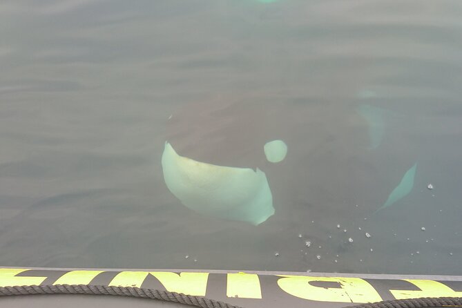 3 Hour Ocean Safari by Zodiac Boat -Whales & Icebergs seasonally - Practical Tips and Booking Information