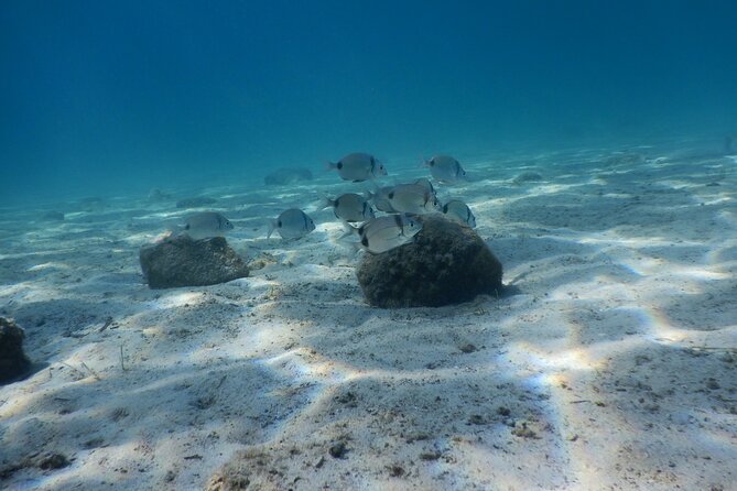 3 Hour Private Scuba Diving Experience - Experience the Best of Athens Underwater World with a 3-Hour Private Scuba Dive