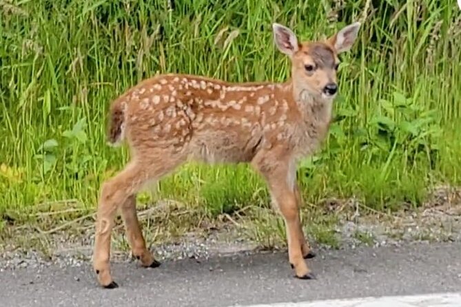 3 Hour Private Tour with a Local Native ( Price up to 5) - Potlatch Totem Park: A Cultural Treasure