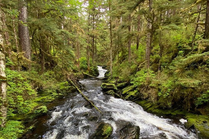3-Hour Rainforest, Beach & Wildlife Walk - Exploring Ketchikan’s Lush Tongass Rainforest