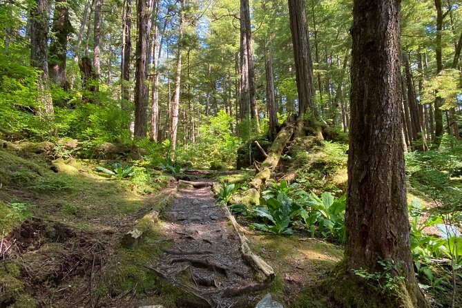 3-Hour Rainforest, Beach & Wildlife Walk - The Experience for Families and Solo Travelers