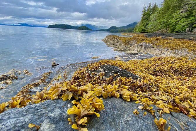 3-Hour Rainforest, Beach & Wildlife Walk - Unique Features of the 3-Hour Rainforest, Beach & Wildlife Walk