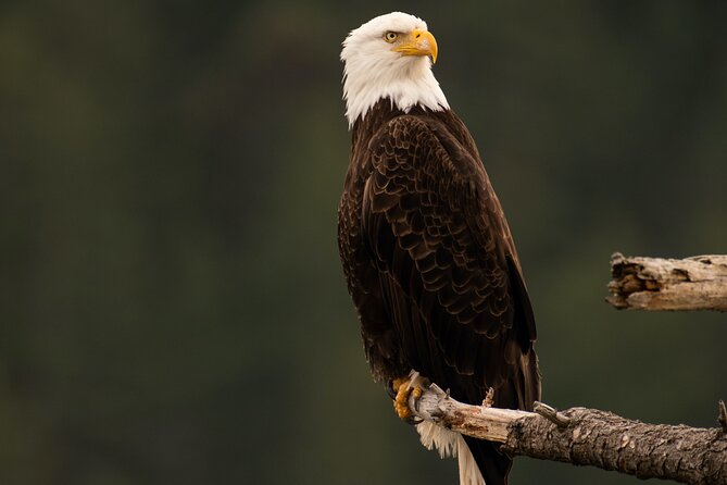 3-Hour Sea Kayak Tour in the San Juan Islands - Discover Burrows Islands Highlights