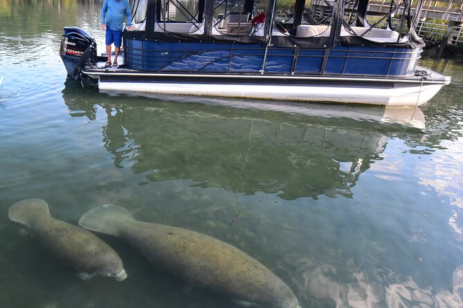 3 Hour See Crystal River Wildlife Safari Boat Cruise - Key Points