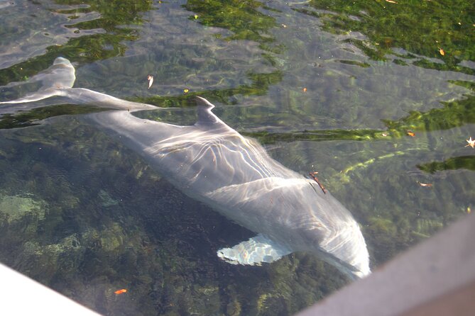 3 Hour See Crystal River Wildlife Safari Boat Cruise - Wildlife Sightings – Manatees, Dolphins, and Alligators