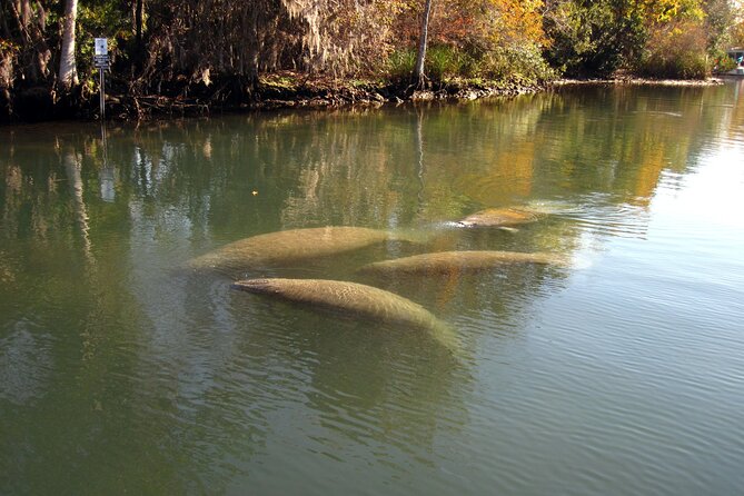 3 Hour See Crystal River Wildlife Safari Boat Cruise - Scenic Route Along the Crystal River and Gulf Meeting Point