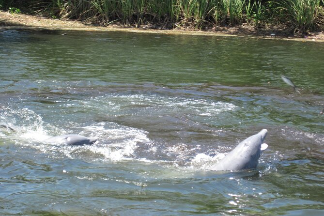 3 Hour See Crystal River Wildlife Safari Boat Cruise - Guide Expertise and Local Knowledge