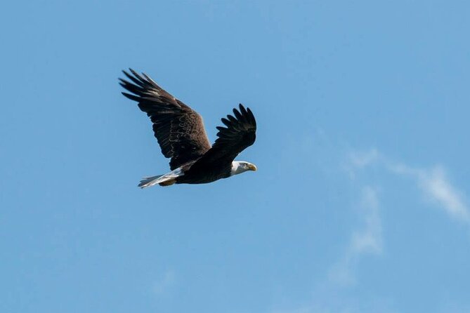 3 Hour See Crystal River Wildlife Safari Boat Cruise - What to Bring and What’s Included