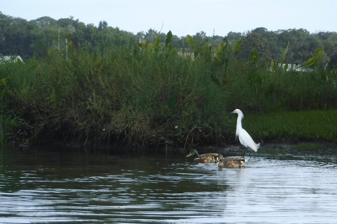 3 Hour See Crystal River Wildlife Safari Boat Cruise - Weather and Cancellation Policy