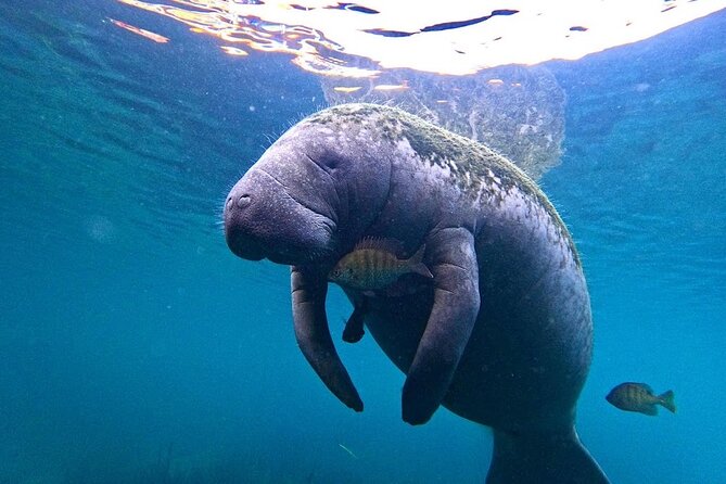 3-Hour Small Group All-Inclusive Manatee Swim with Photo Package - Key Points