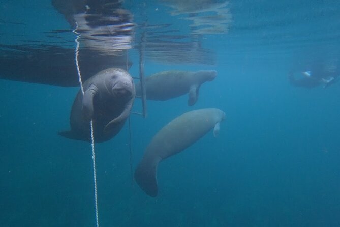 3-Hour Small Group All-Inclusive Manatee Swim with Photo Package - All Equipment Provided for a Hassle-Free Experience