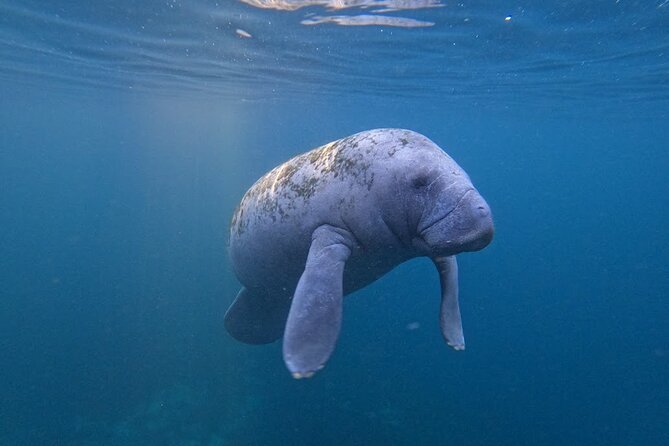 3-Hour Small Group All-Inclusive Manatee Swim with Photo Package - Guided by Local Experts with a Passion for Wildlife