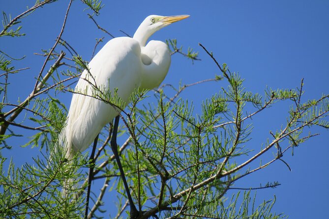 3 Hour Small Group Lake Norris Kayak Activity - Practical Details: Meeting Point and Timing