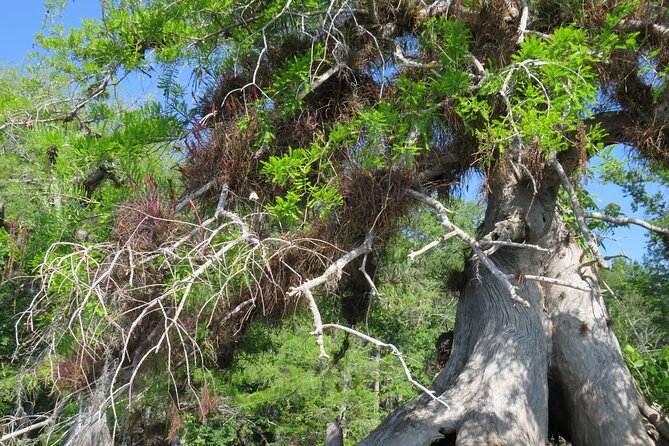 3 Hour Small Group Lake Norris Kayak Activity - The Experience: A Nature Lover’s Dream