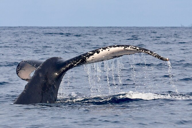 3 Hour Turtle Town Snorkel and Whale Watch Tour in Kihei - Key Points