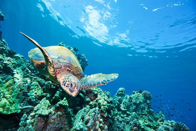3 Hour Turtle Town Snorkel and Whale Watch Tour in Kihei - Coastal Cruise to Puu Olai and Local Snacks