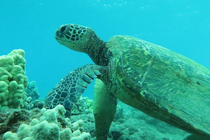 3 Hour Turtle Town Snorkel and Whale Watch Tour in Kihei - Wildlife Encounters and Seasonal Whale Watching