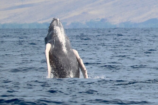 3 Hour Turtle Town Snorkel and Whale Watch Tour in Kihei - Equipment, Sunscreen, and Personal Items