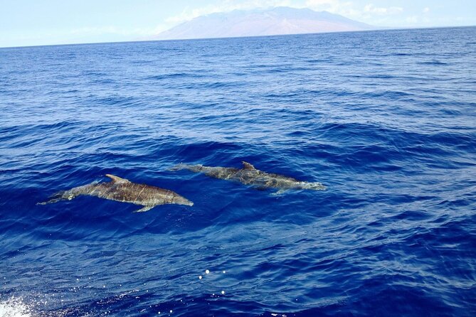 3 Hour Turtle Town Snorkel and Whale Watch Tour in Kihei - The Guided Crew and Their Impact on the Experience