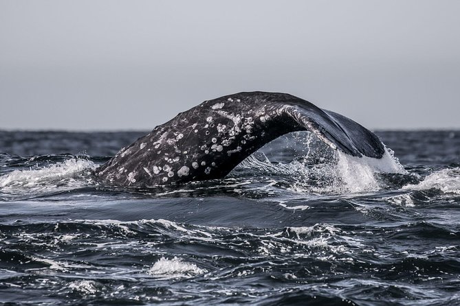 3-Hour Whale Watching Tour from Monterey - Wildlife Sightings and Marine Life Encounters