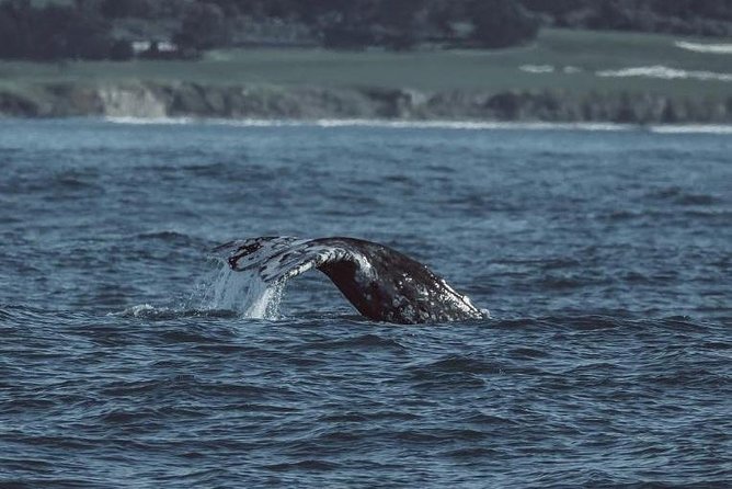 3-Hour Whale Watching Tour from Monterey - The Boat and Pacing of the Tour