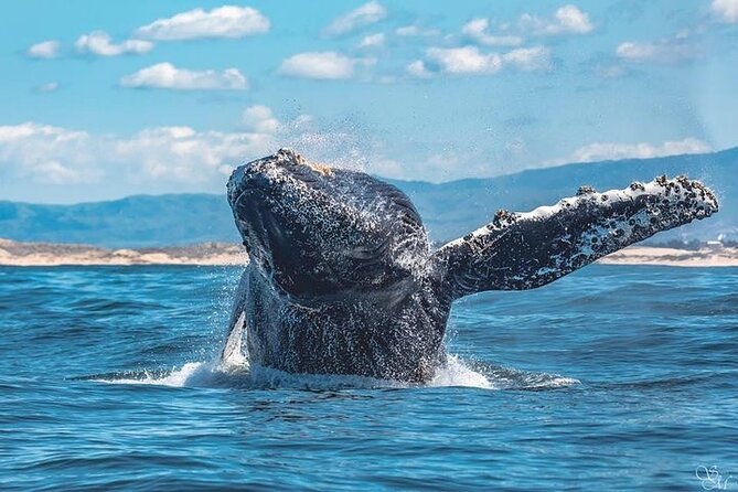 3-Hour Whale Watching Tour from Monterey - The Weather and Cancellation Policy