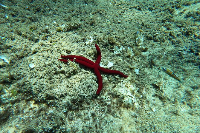 3 Hours Activities Snorkeling Villasimius Isle of Cabbage - Key Points