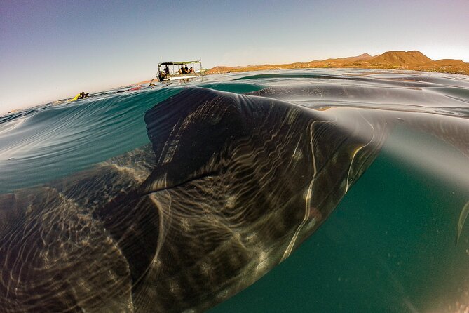 3 Hours La Paz Whale Shark First Class Snorkeling Tour - How the 3-Hour La Paz Whale Shark Snorkeling Tour Stands Out