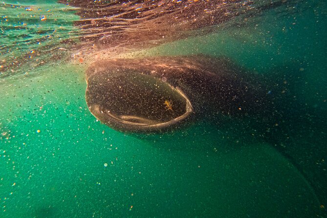 3 Hours La Paz Whale Shark First Class Snorkeling Tour - Key Points