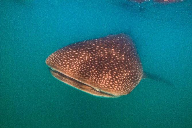 3 Hours La Paz Whale Shark First Class Snorkeling Tour - What You Will See and Experience During the Tour