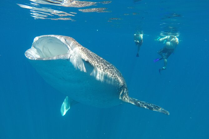 3 Hours La Paz Whale Shark First Class Snorkeling Tour - Equipment and Comfort Features