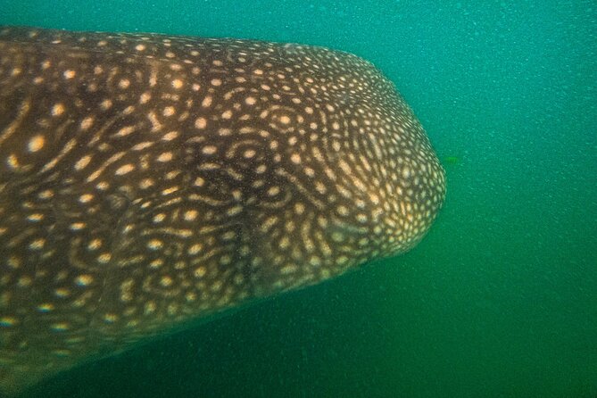3 Hours La Paz Whale Shark First Class Snorkeling Tour - The Role of Guides and Marine Biologists