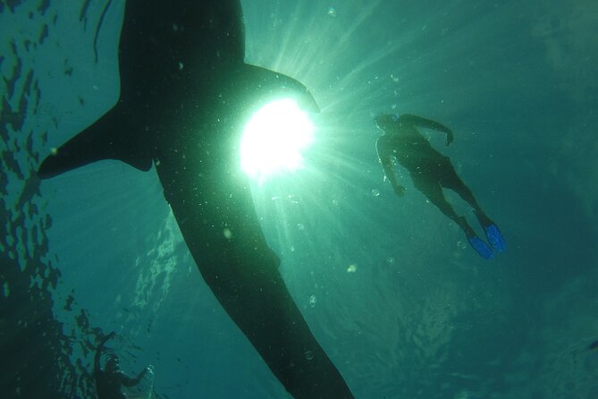 3 Hours La Paz Whale Shark First Class Snorkeling Tour - Tour Flexibility and Cancellation Policy