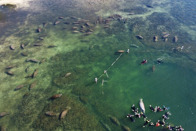 3 hours Manatee Swim Tour in Florida - The Equipment and Facilities You Receive