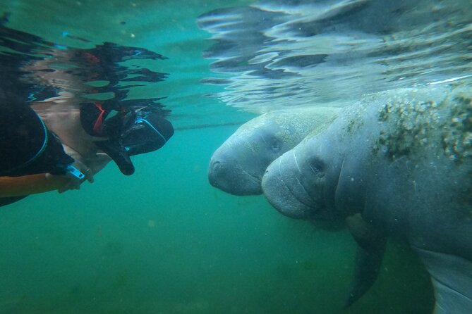 3 hours Manatee Swim Tour in Florida - Pricing, Cancellation, and Value for Money