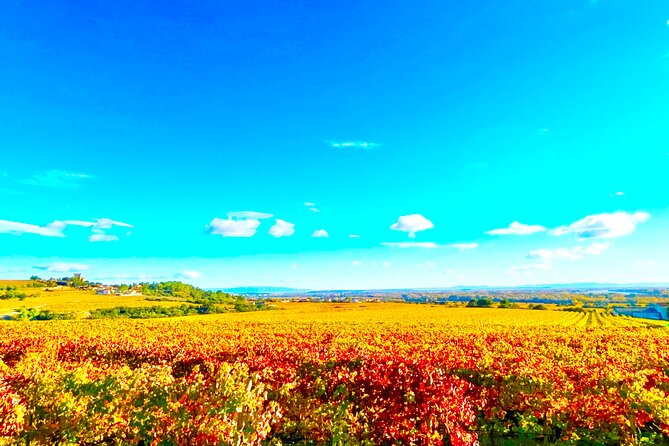 3 hours of Tour in the Wines of Châteauneuf-du-Pape - Cancellation Policy and Booking Flexibility