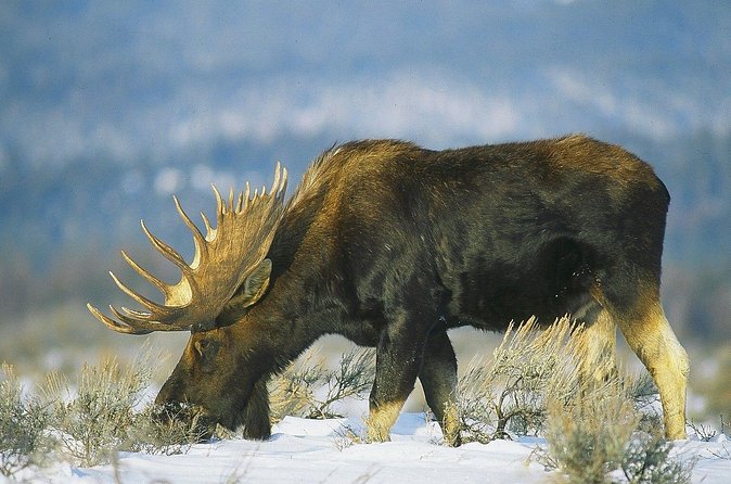 3-Hours Private Tour Grand Teton National Park & Jackson Hole - Pricing, Inclusions, and Tipping